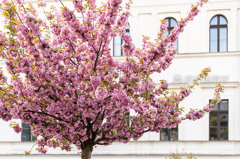 一棵日本樱桃(Prunus serrulata)树的特写照片